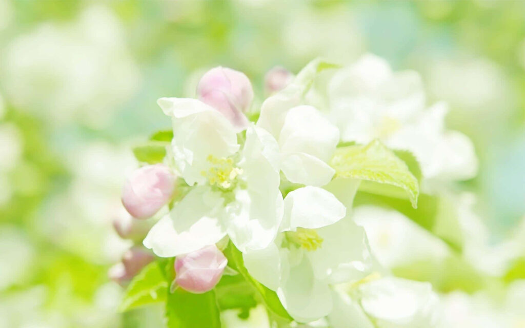 “Vibrant Apple Blossoms Wallpaper: Fresh Springtime Beauty”
