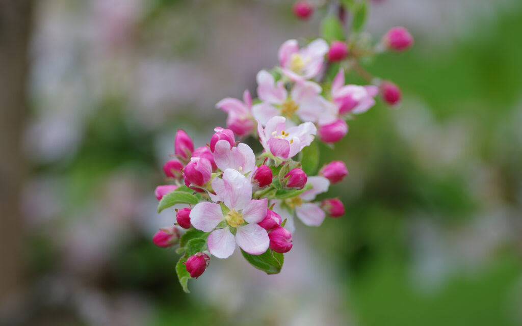 Vibrant Apple Tree Blossom Wallpaper: Macro Nature Background