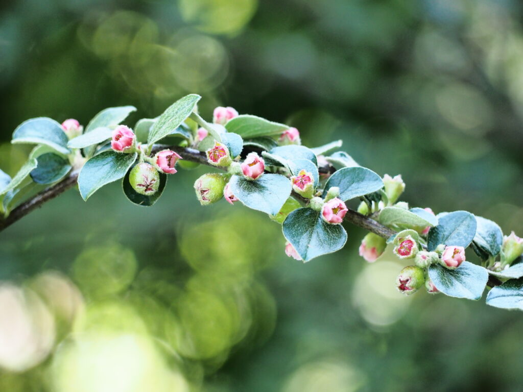 Vibrant Apple Tree Branch with Leaves and Buds - Nature Wallpaper