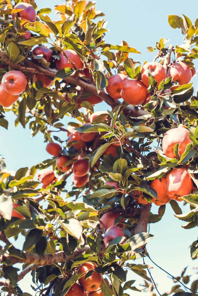 Vibrant Apple Tree Wallpaper Background Under a Clear Blue Sky