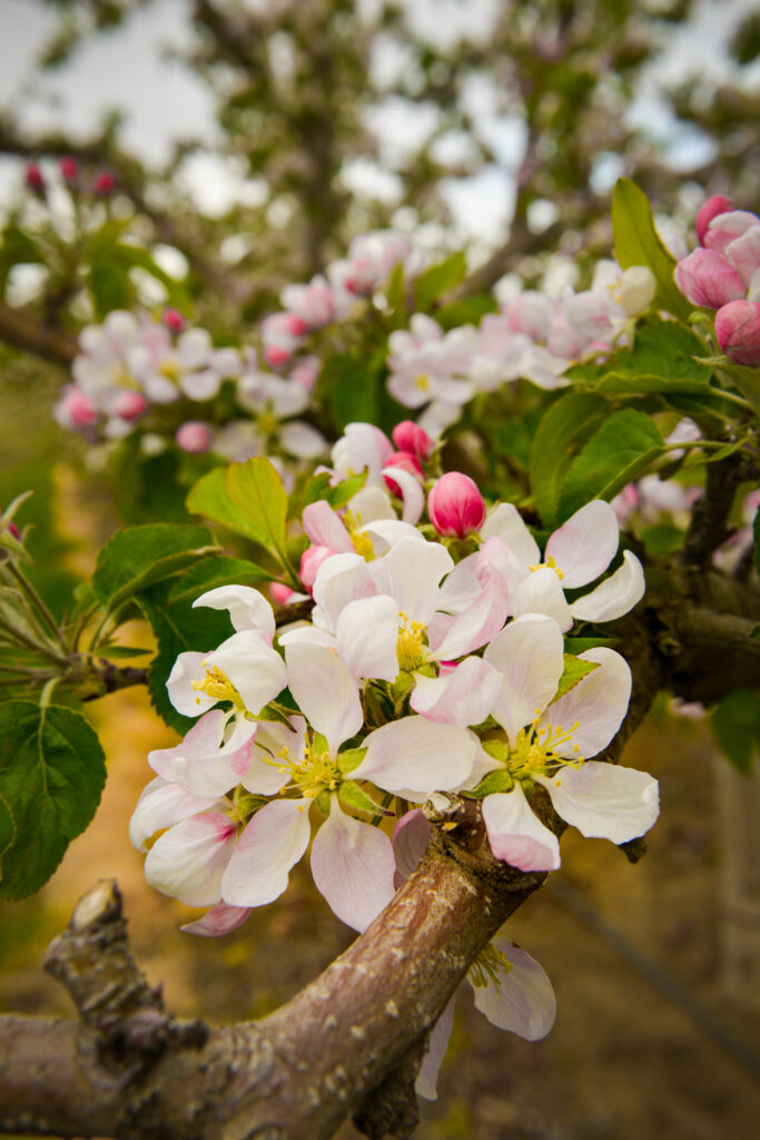 Vibrant Apple Tree in Bloom: Spring Floral Wallpaper Background
