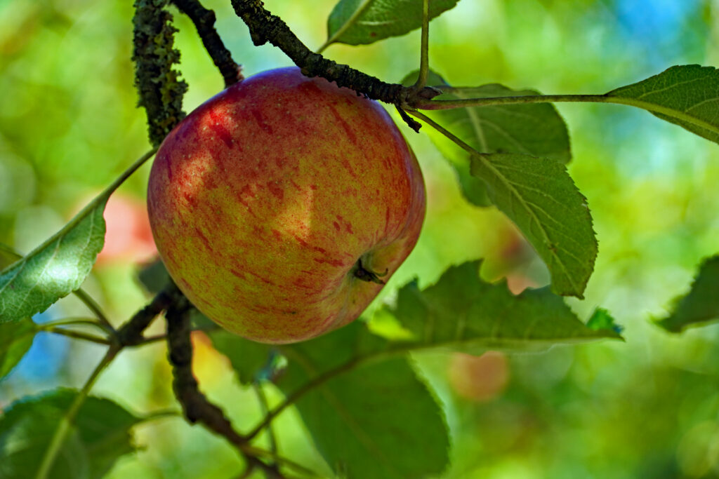 Vibrant Apple Wallpaper: Ripe Fruit & Lush Green Leaves Background