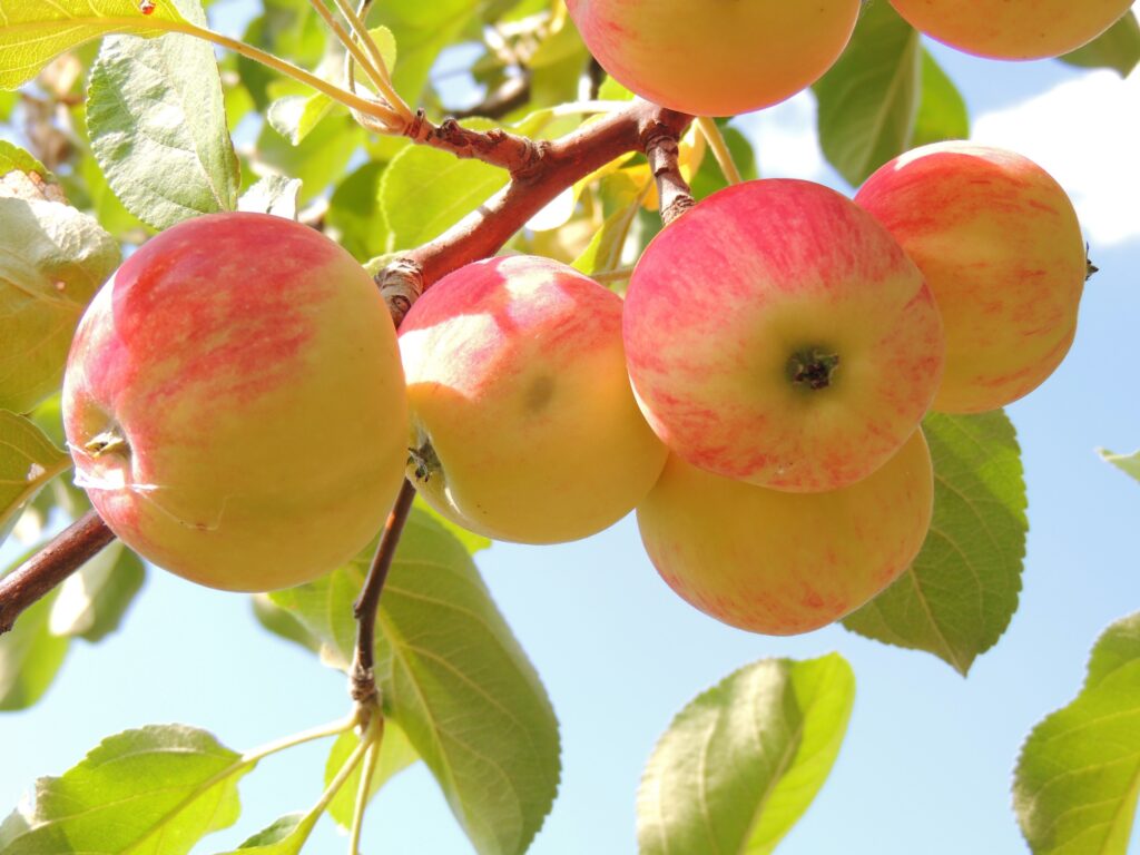 Vibrant Apple Wallpaper: Ripe Apples on Branch with Lush Leaves