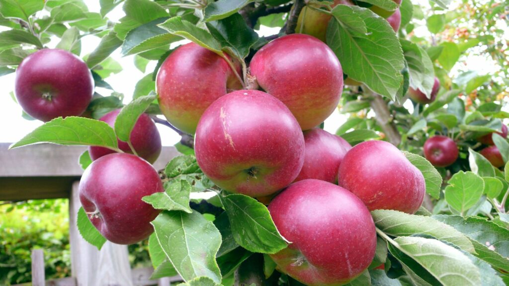 Vibrant Apple Wallpaper: Ripe Red Apples & Lush Green Leaves