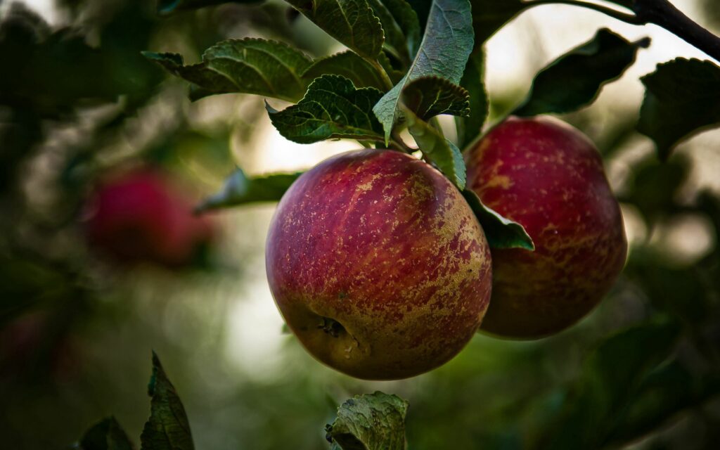 Vibrant Wallpaper: Ripe Red Apples & Lush Green Leaves Background