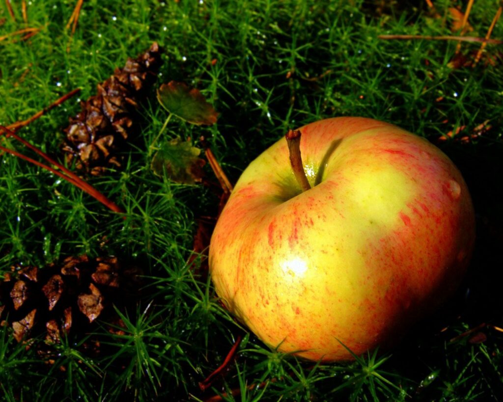Vibrant Apple on Moss with Pinecones - Autumn Wallpaper Background