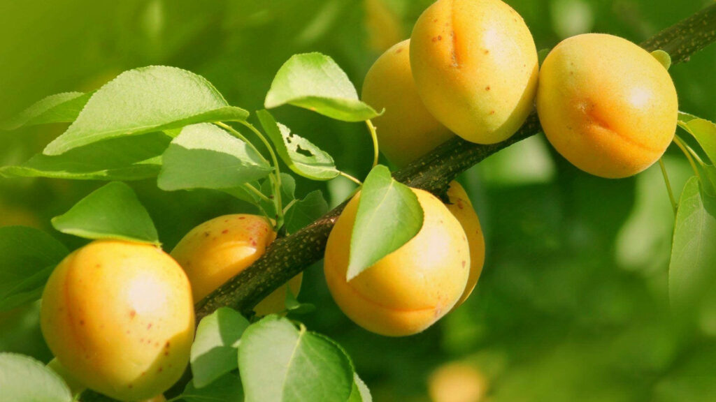 Ripe apricots on vibrant tree branch with green leaves in natural sunlight summer wallpaper background
