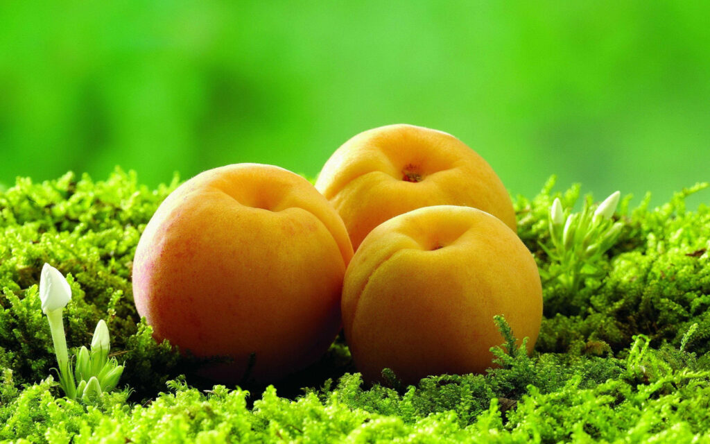 Vibrant Apricot Wallpaper: Fresh Fruits on Green Moss Background