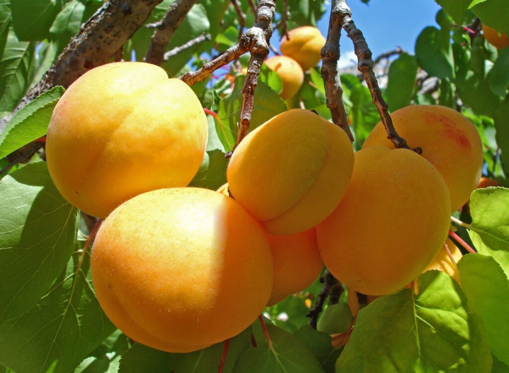 Vibrant Apricot Wallpaper: Ripe Fruit & Lush Green Leaves