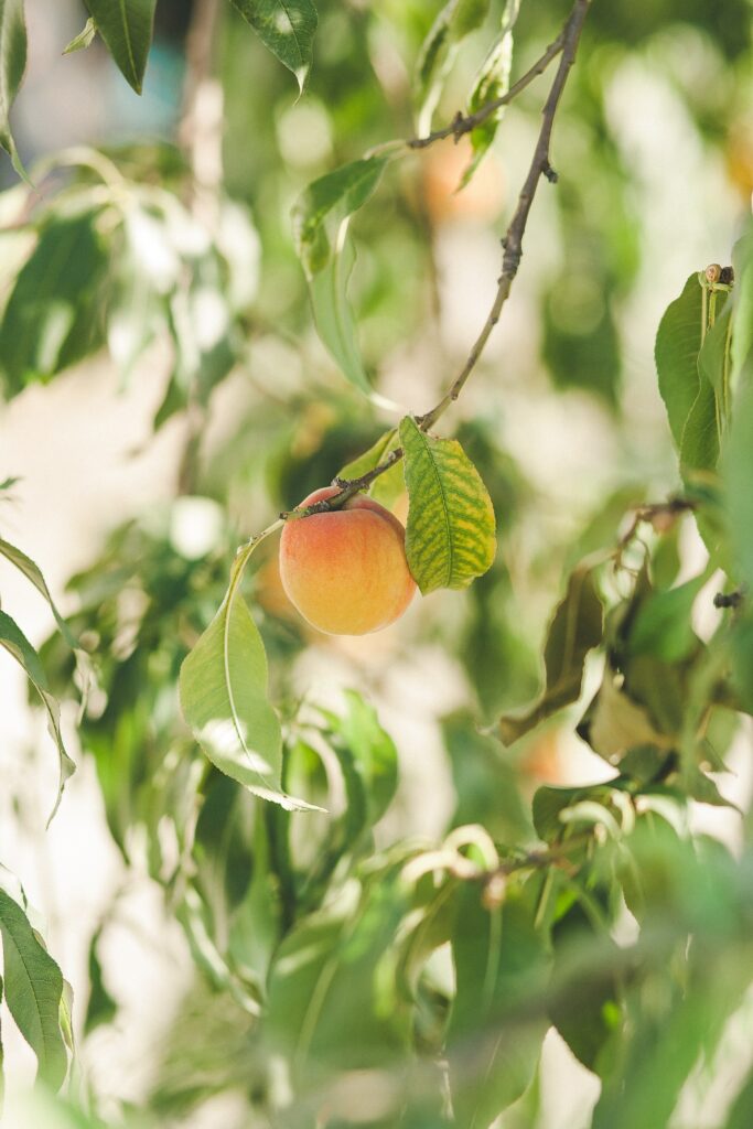 Vibrant Apricot Wallpaper: Ripe Fruit Among Lush Green Leaves