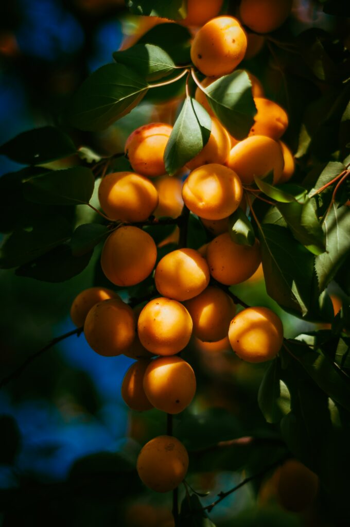 Vibrant Apricot Wallpaper: Lush Branch Illuminated by Sunlight