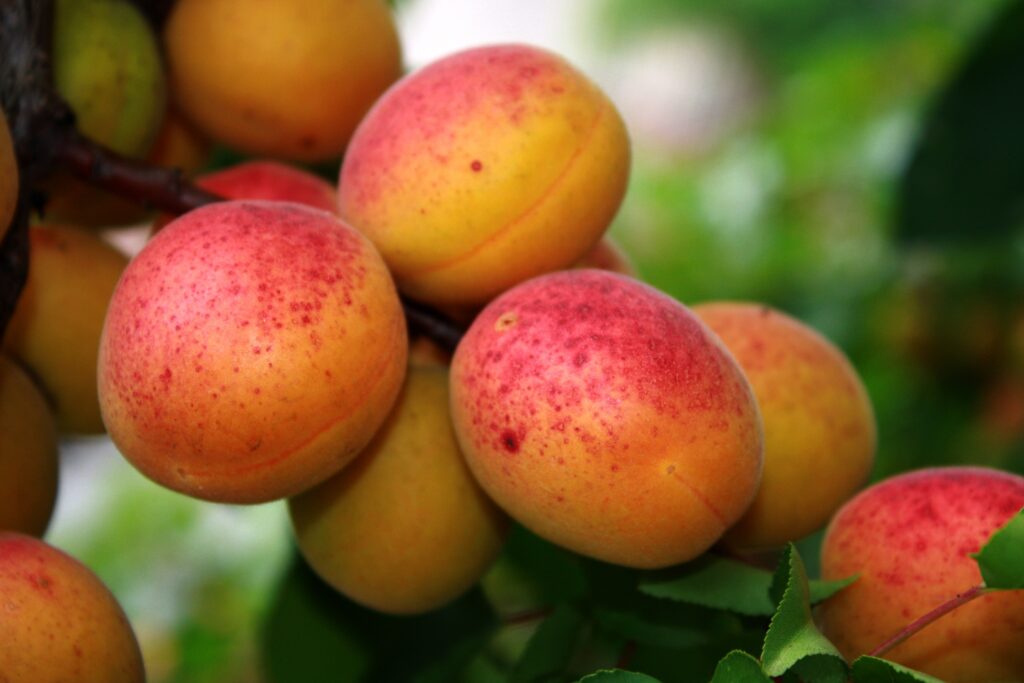 Vibrant Apricot Wallpaper: Bright Yellow & Orange Fruit Background