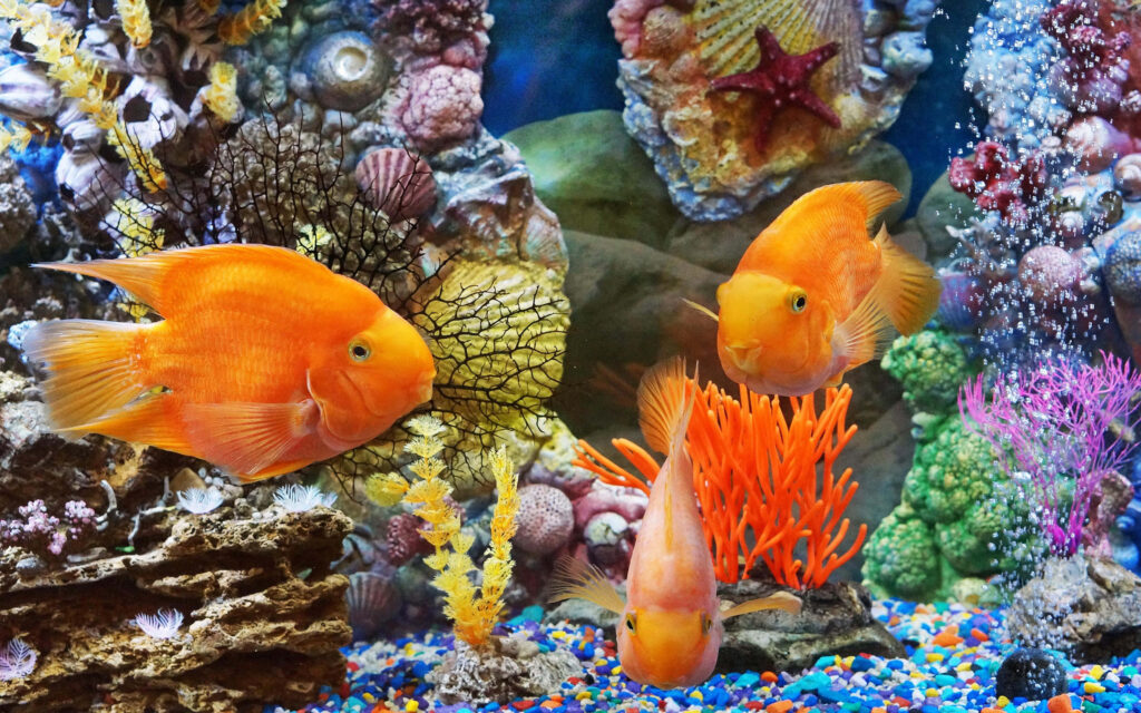 Vibrant Aquarium Wallpaper: Bright Orange Fish & Colorful Corals