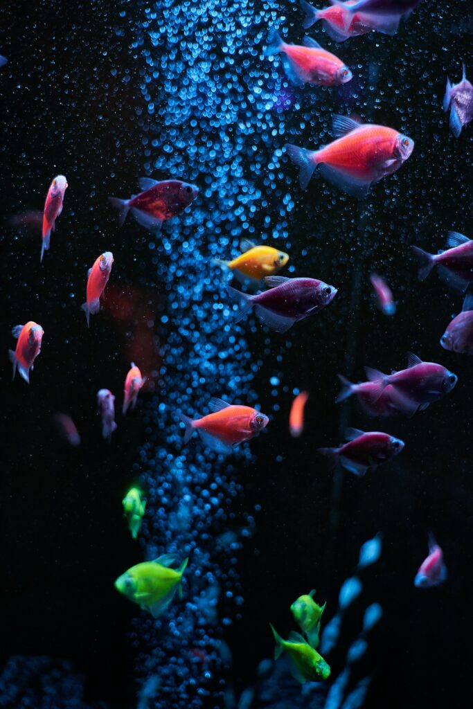 Colorful Aquarium Wallpaper: Serene Underwater Scene with Fish & Bubbles