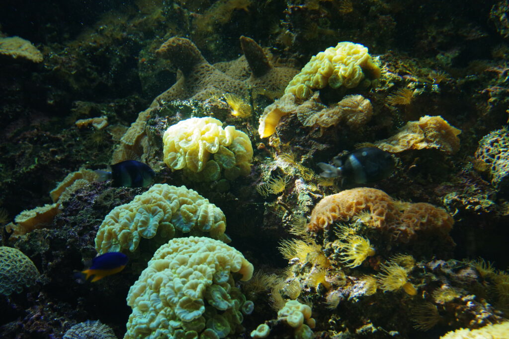 Vibrant aquarium wallpaper with colorful fish coral algae natural light rich underwater scene