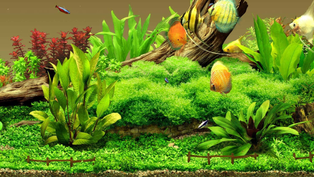 Vibrant Aquarium Wallpaper: Lush Plants & Colorful Fish Background