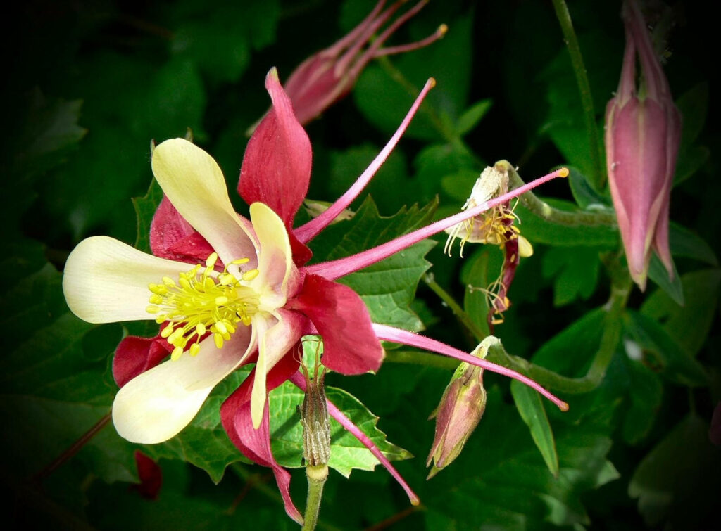 Vibrant Aquilegia Flower Wallpaper: Delicate Red & Yellow Blooms