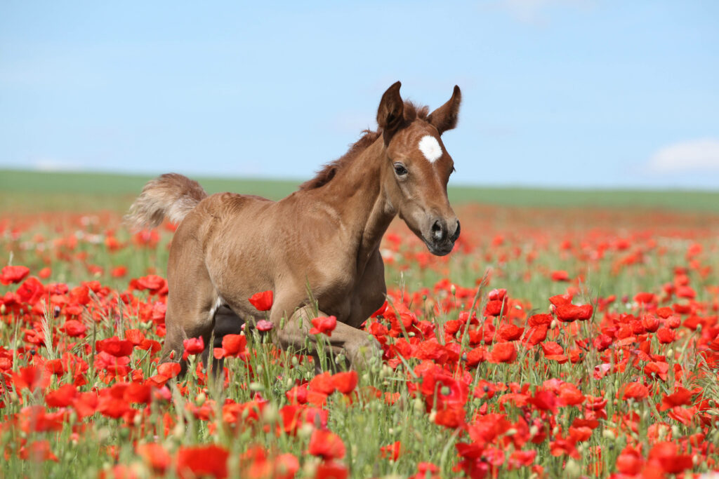 Joyful Arabian Foal in Vibrant Field of Red Poppies Wallpaper