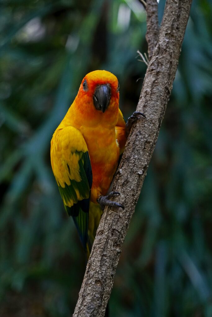 Vibrant Aratinga Parrot Wallpaper: Colorful Bird on Branch