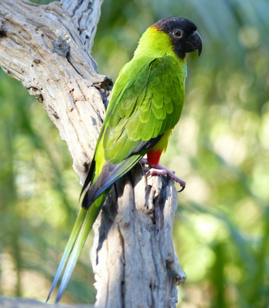 Vibrant Aratinga Parrot Wallpaper - Tropical Nature Background