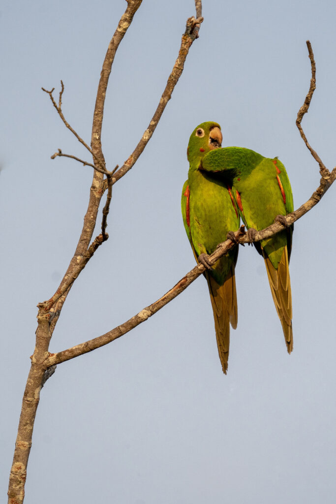 Vibrant Aratinga Parrots on a Branch - Nature Wallpaper
