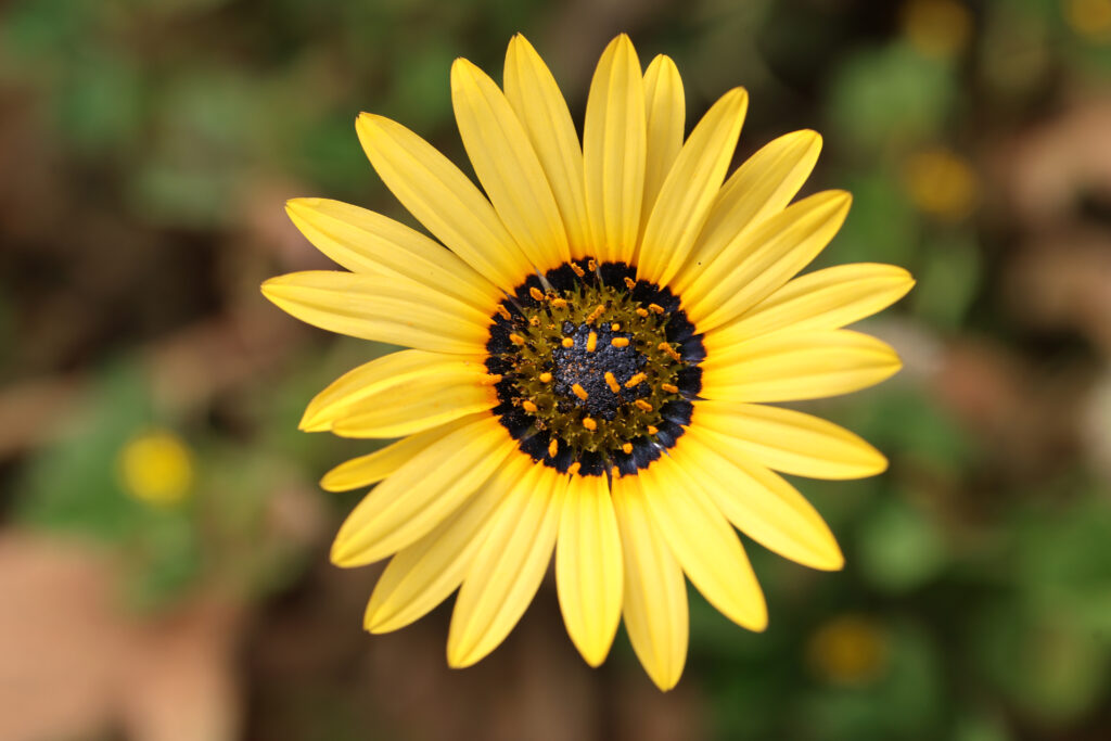 Vibrant Arctotheca Calendula Flower Wallpaper Background