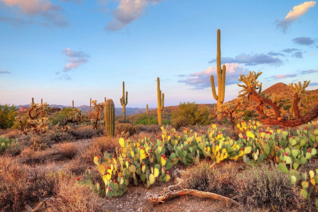 Arizona desert wallpaper with vibrant cacti under clear blue sky and golden sunlight
