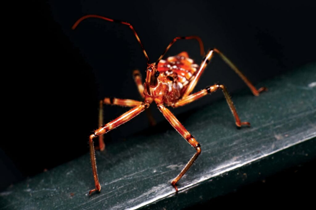 Close-up of vibrant Assassin Bug with detailed body and long legs on green leaf dark background Wallpaper