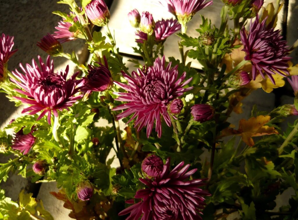 Vibrant Aster Flower Wallpaper: Purple Blooms & Lush Greenery