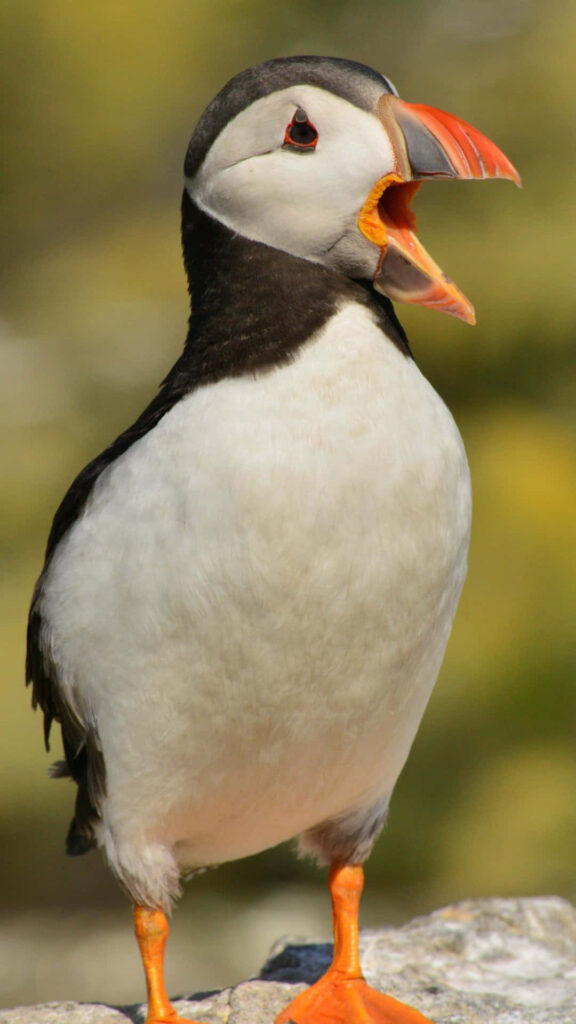 Atlantic Puffin Profile: Colorful Beak Against Soft Background Wallpaper