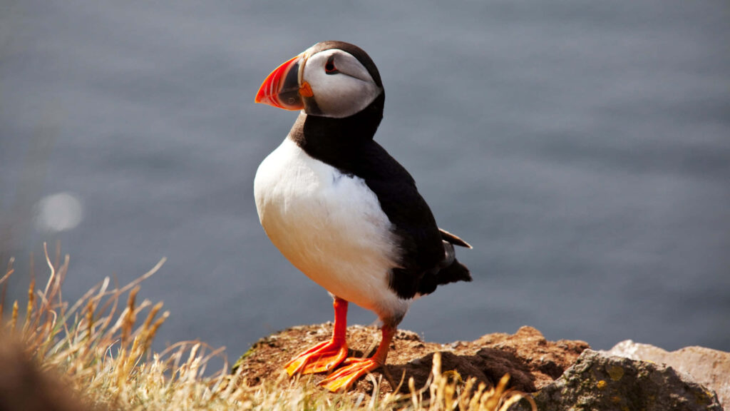 Vibrant Atlantic Puffin Perched on Rocky Ledge with Ocean View Wallpaper