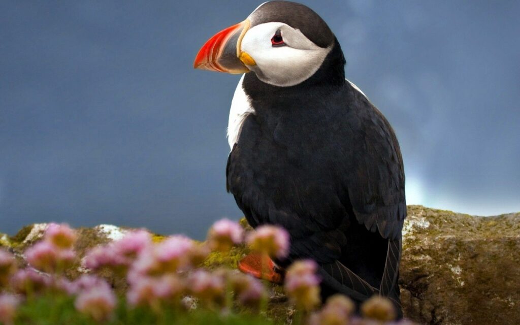 Colorful Atlantic Puffin Wallpaper with Soft Floral Background