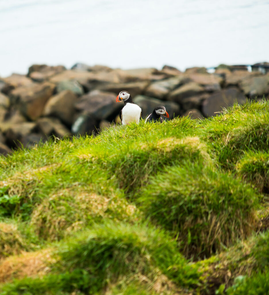 Atlantic Puffins in Grassy Landscape - Serene Nature Wallpaper