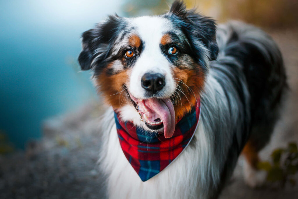 Adventurous Australian Shepherd in Scenic Outdoor Journey Wallpaper