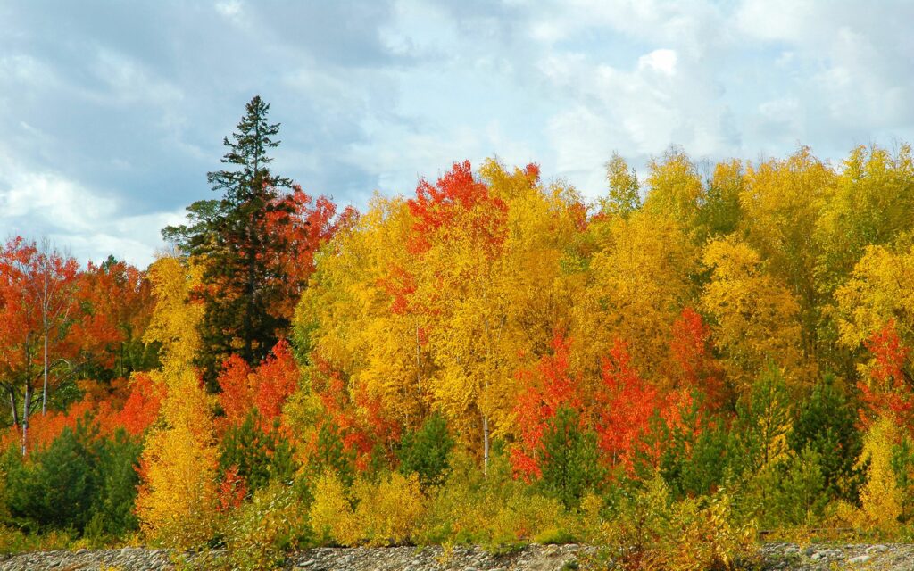 Vibrant autumn scene with colorful birch and fir trees showcasing vivid fall foliage colors Wallpaper