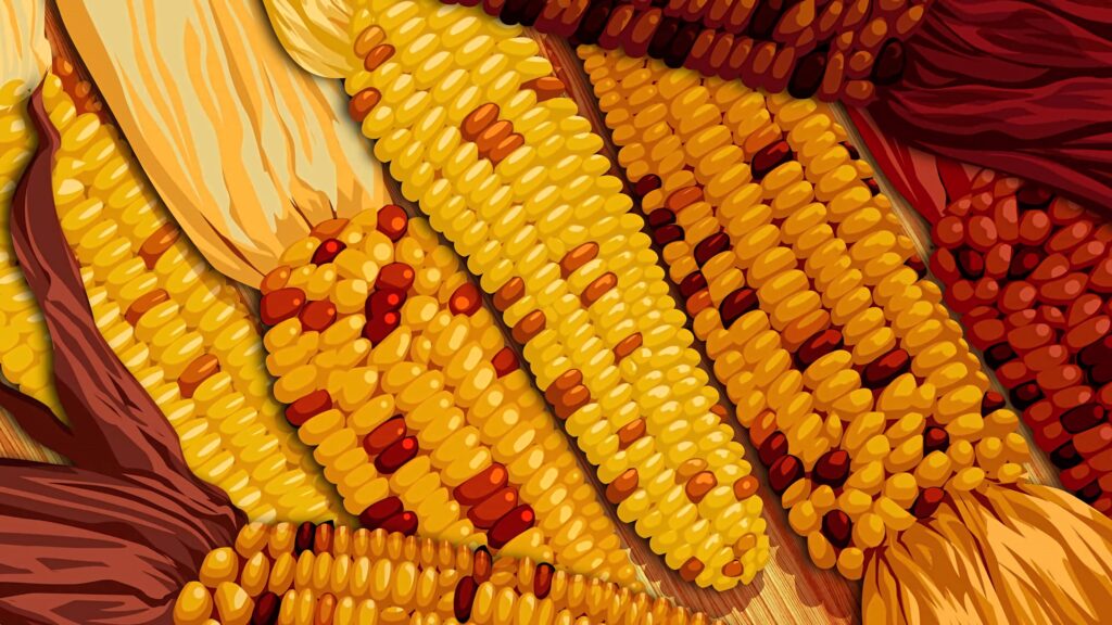 Colorful corn cobs wallpaper with yellow and red kernels rustic autumn harvest background