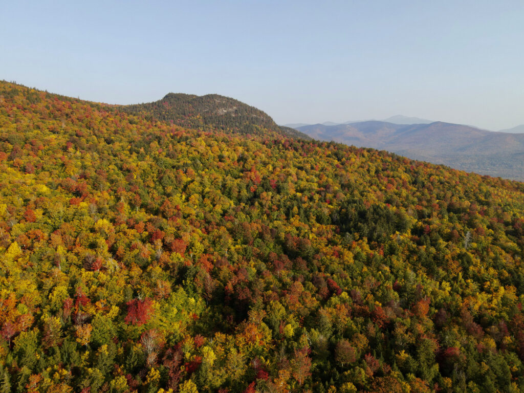 Vibrant aerial view of autumn forest with colorful yellow orange red and green trees under clear sky Wallpaper