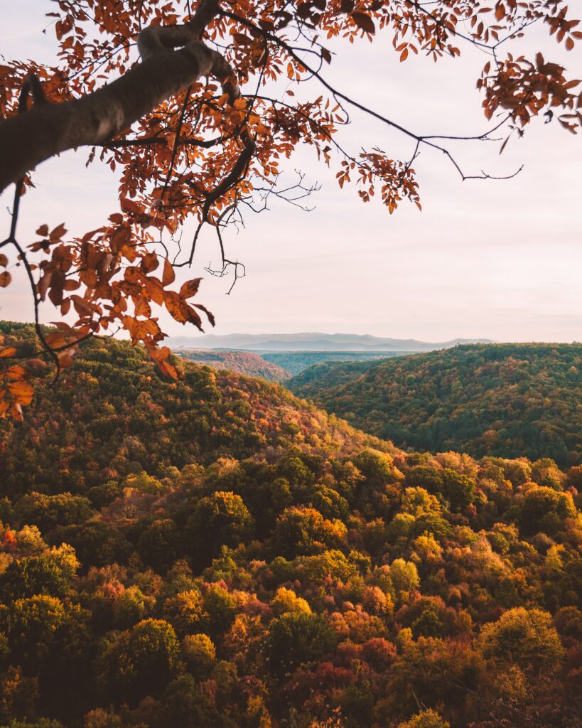 Aerial view of autumn forest with vibrant red orange and yellow foliage framed by crisp leaves Wallpaper