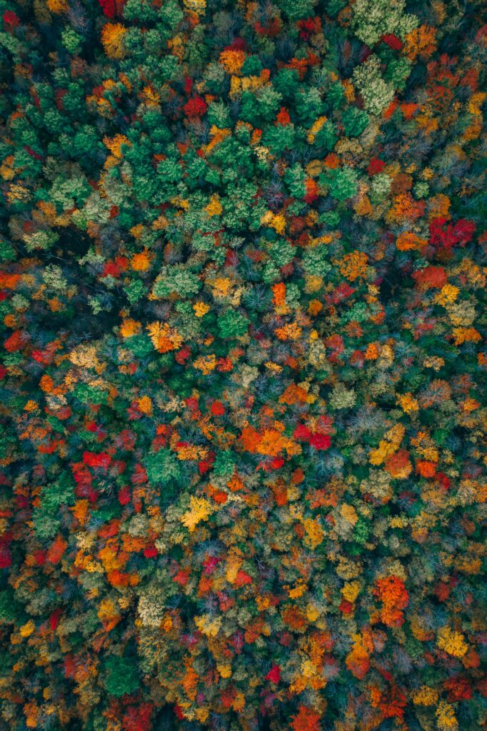 Aerial view of dense autumn forest with vibrant red orange yellow and green foliage mosaic wallpaper