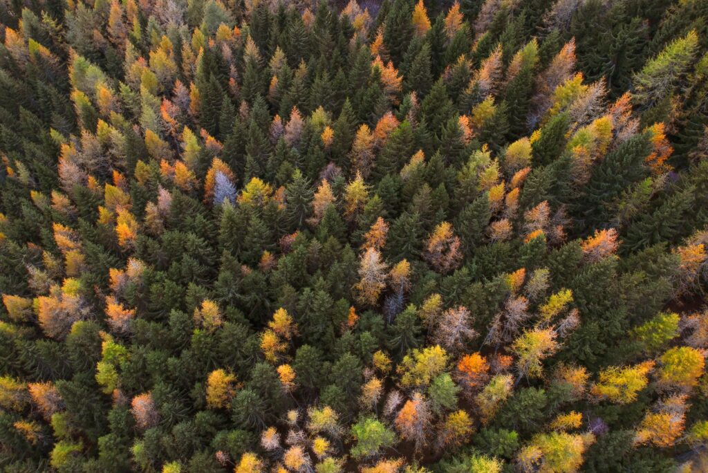 Aerial view of dense autumn forest with vibrant orange yellow and green foliage wallpaper background