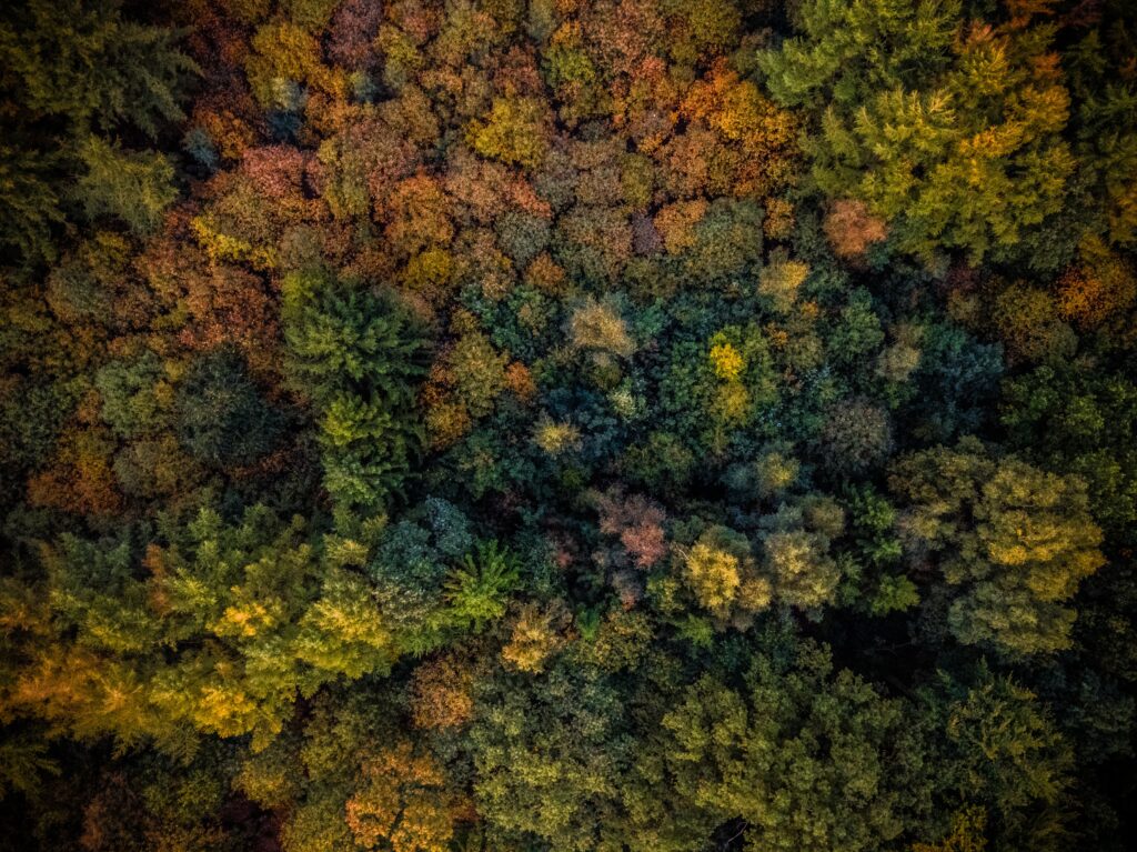 Aerial view of dense autumn forest with vibrant orange yellow green and brown foliage canopy Wallpaper