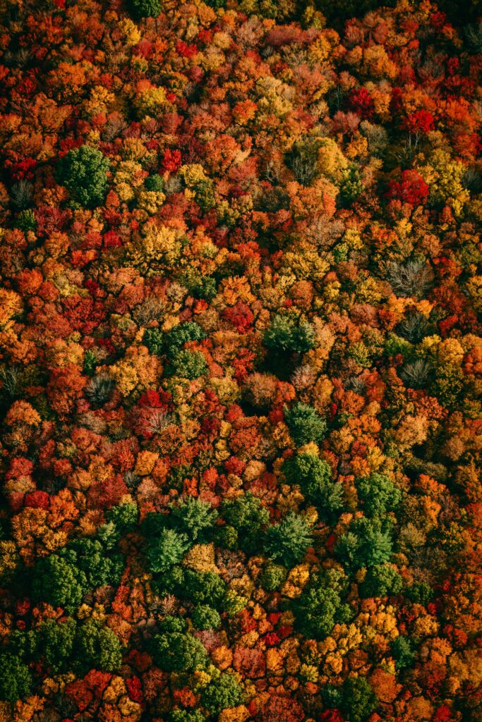 Aerial view of vibrant autumn forest with colorful orange red and green trees in fall season Wallpaper