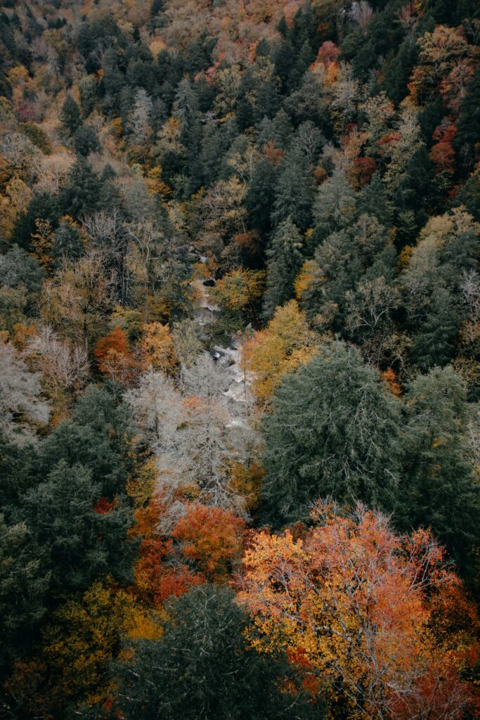 Aerial view of autumn forest with vibrant red orange and yellow tree tops wallpaper background
