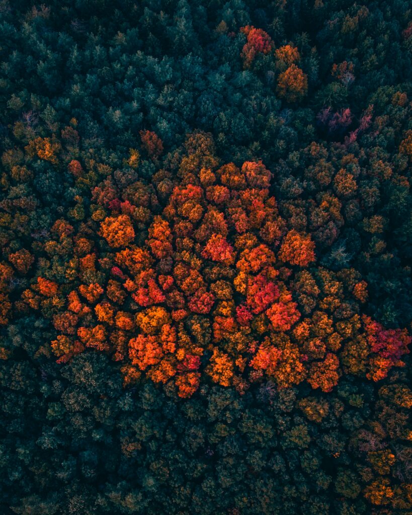 Aerial view of autumn forest with vibrant orange red leaves against deep green trees landscape Wallpaper