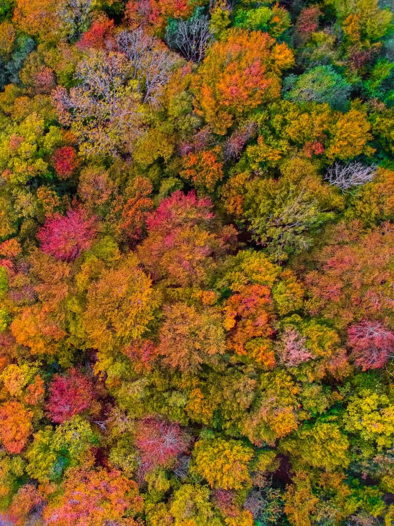 Aerial view of vibrant autumn forest with red orange yellow and green foliage mosaic wallpaper