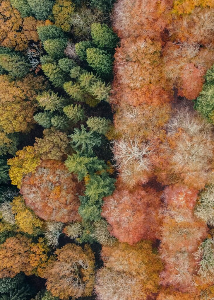 Aerial view of vibrant autumn forest with evergreen trees and colorful orange red gold leaves Wallpaper