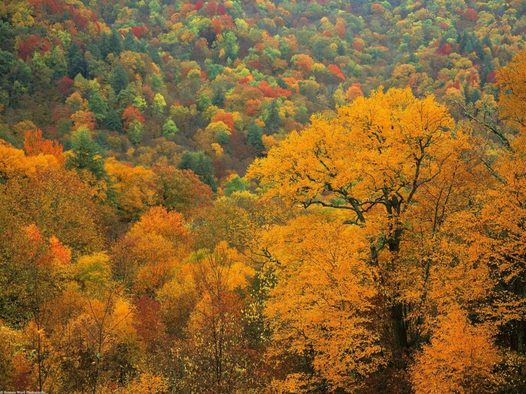 Autumn forest canopy with vibrant orange yellow red and green leaves dense foliage wallpaper