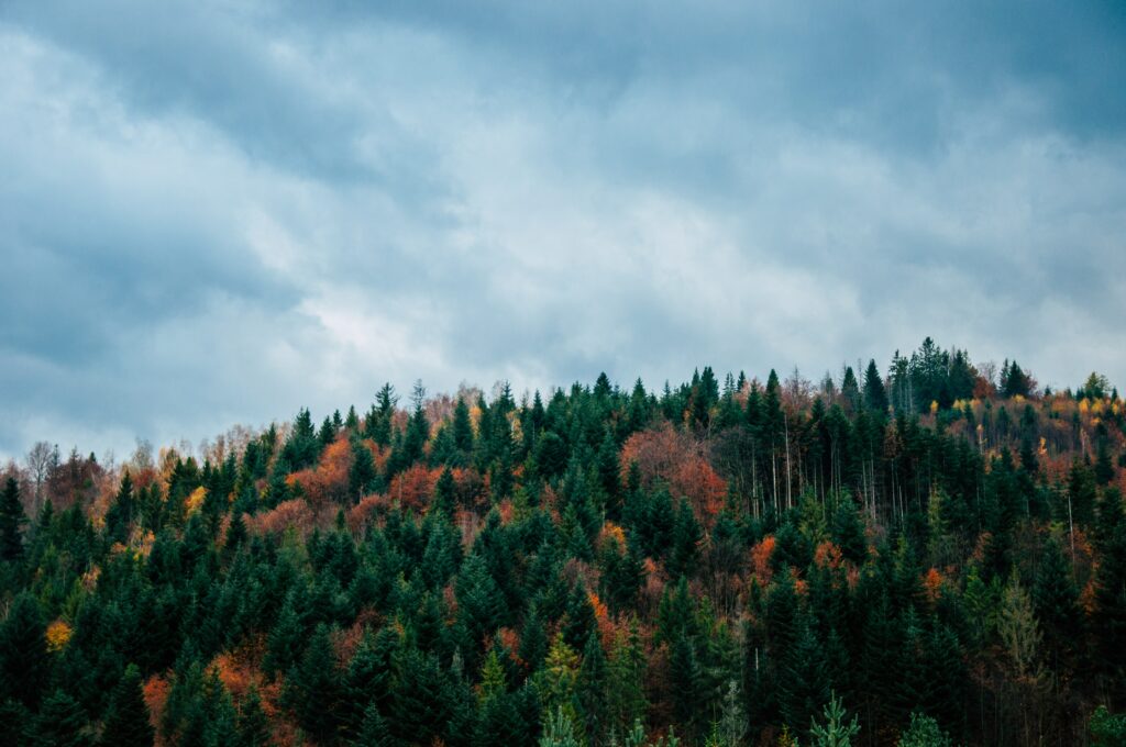 Vibrant autumn forest with green orange yellow trees under moody overcast sky wallpaper background