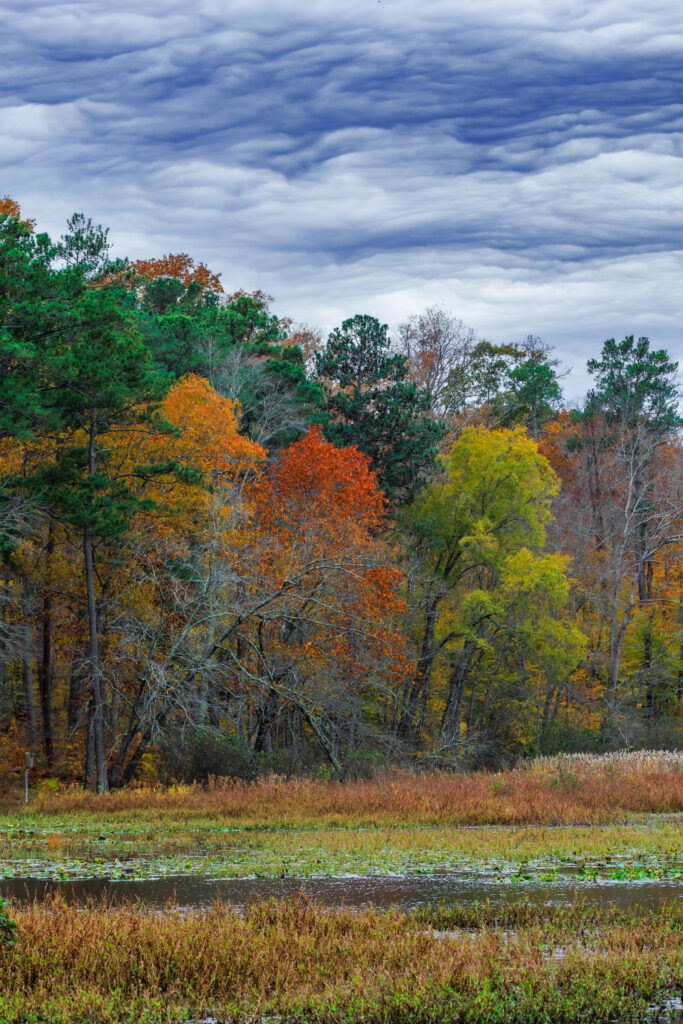 Vibrant autumn forest with tall orange yellow green trees around wild grass meadow under cloudy sky Wallpaper