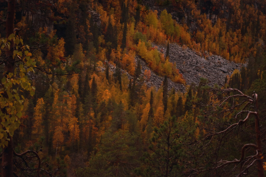 Vibrant autumn forest on rugged slope with fiery orange yellow red trees and filtered sunlight Wallpaper
